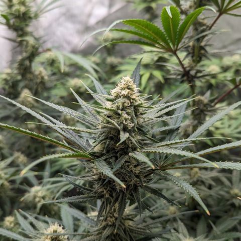 Durban Poison growlog timeline photo