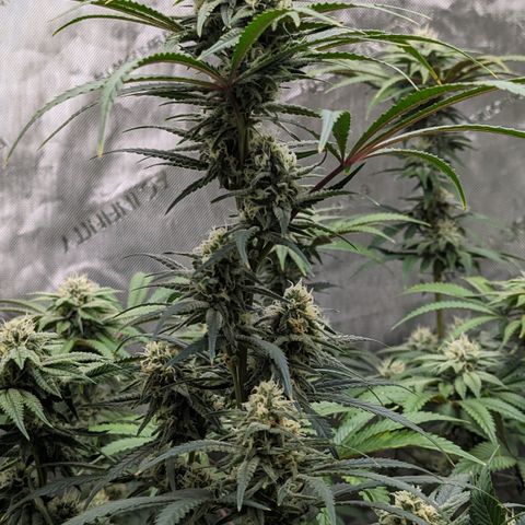 Durban Poison growlog timeline photo