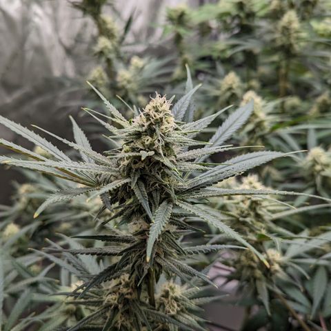 Durban Poison growlog timeline photo