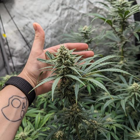 Durban Poison growlog timeline photo