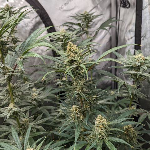 Durban Poison growlog timeline photo