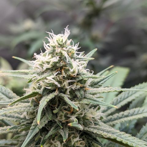 Durban Poison growlog timeline photo