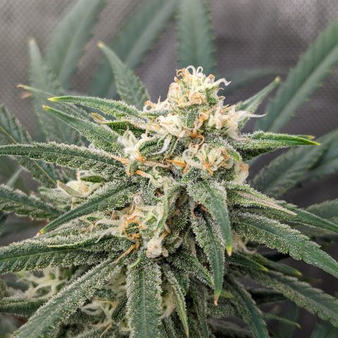 Durban Poison growlog timeline photo