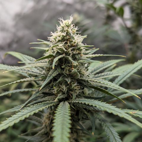 Durban Poison growlog timeline photo