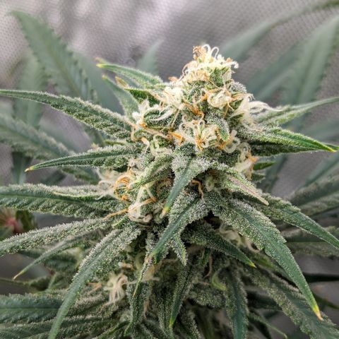 Durban Poison growlog timeline photo