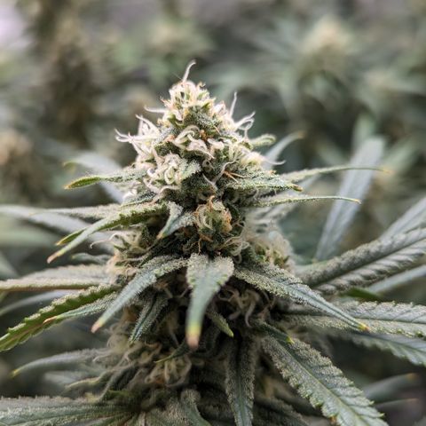 Durban Poison growlog timeline photo
