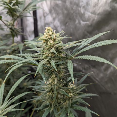 Durban Poison growlog timeline photo