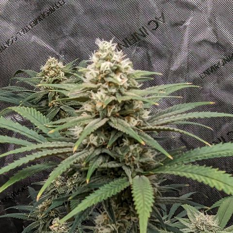 Durban Poison growlog timeline photo