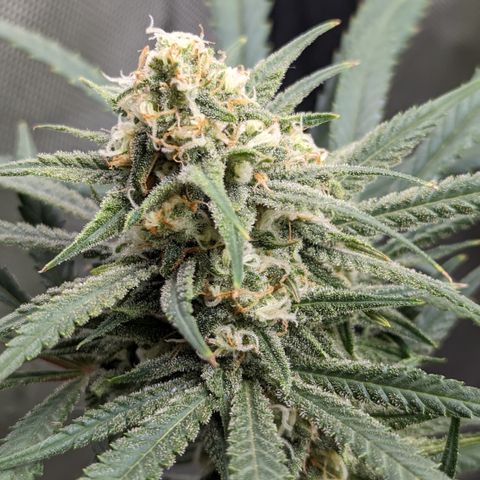 Durban Poison growlog timeline photo