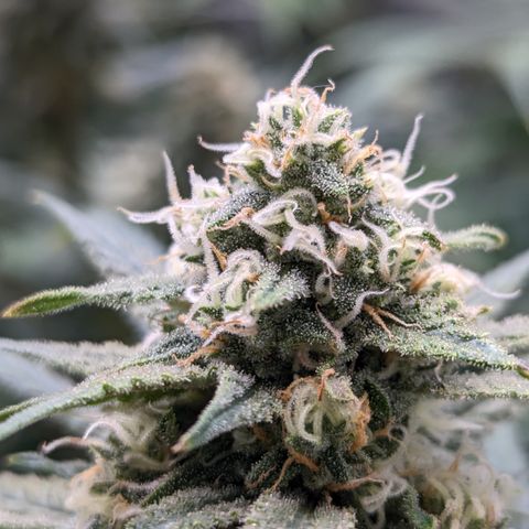 Durban Poison growlog timeline photo