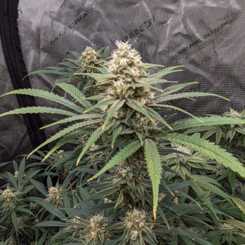 Durban Poison growlog timeline photo