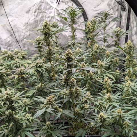 Durban Poison growlog timeline photo