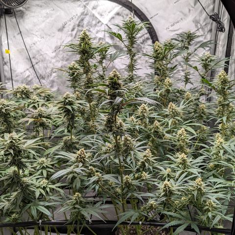 Durban Poison growlog timeline photo
