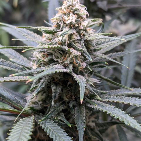 Durban Poison growlog timeline photo
