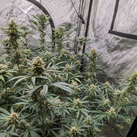 Durban Poison growlog timeline photo