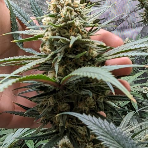 Durban Poison growlog timeline photo