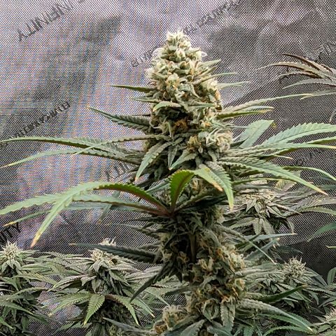 Durban Poison growlog timeline photo