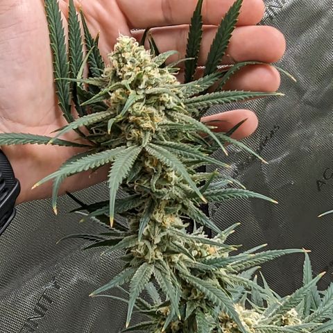 Durban Poison growlog timeline photo