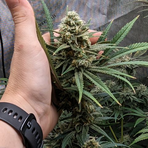 Durban Poison growlog timeline photo