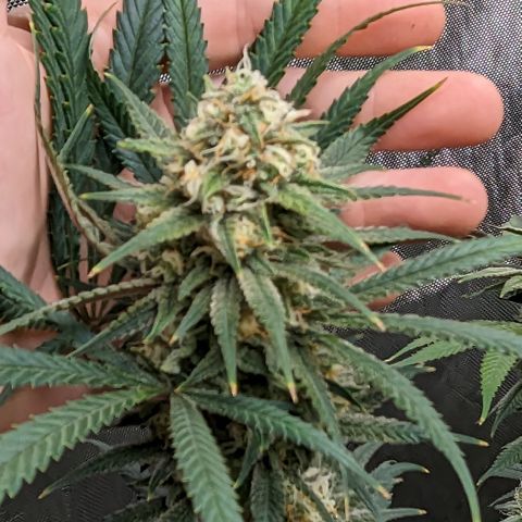 Durban Poison growlog timeline photo