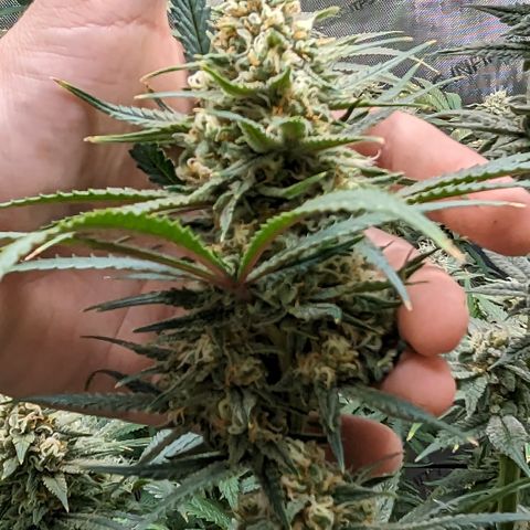 Durban Poison growlog timeline photo