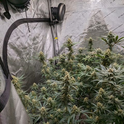 Durban Poison growlog timeline photo