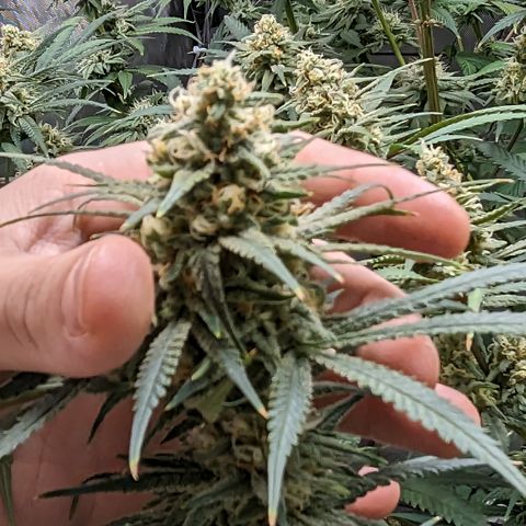 Durban Poison growlog timeline photo