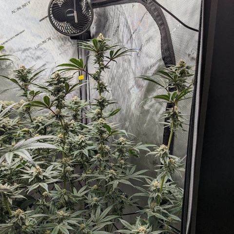 Durban Poison growlog timeline photo