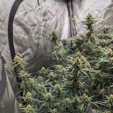 Durban Poison growlog timeline photo