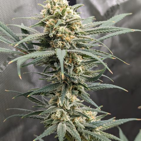 Durban Poison growlog timeline photo