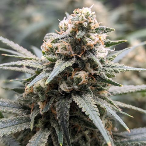 Durban Poison growlog timeline photo