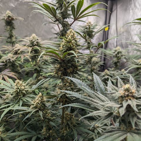 Durban Poison growlog timeline photo