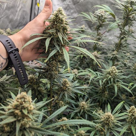 Durban Poison growlog timeline photo