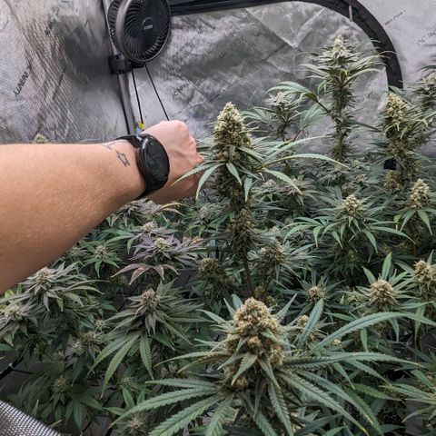 Durban Poison growlog timeline photo