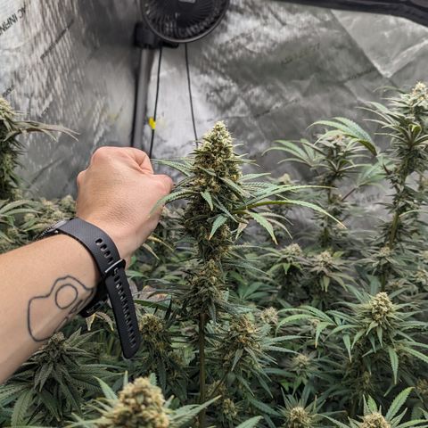 Durban Poison growlog timeline photo
