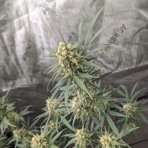 Durban Poison growlog timeline photo
