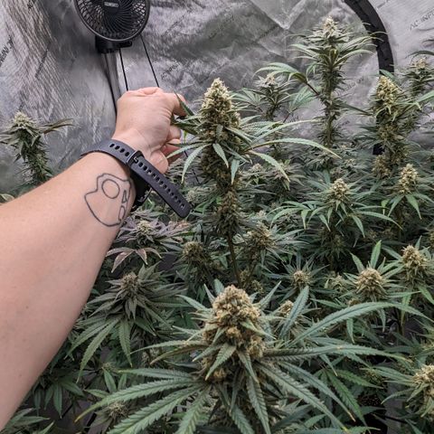 Durban Poison growlog timeline photo