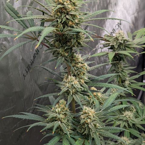 Durban Poison growlog timeline photo