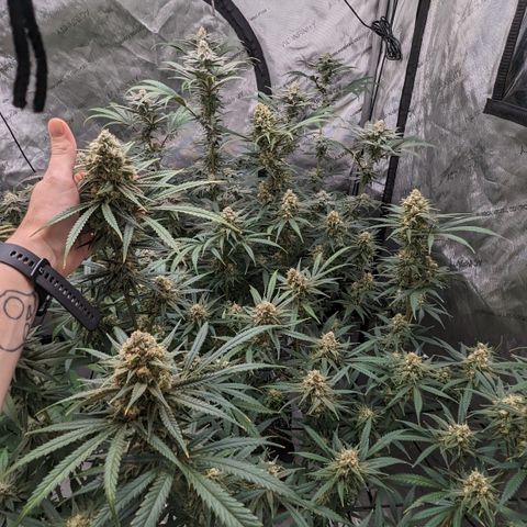 Durban Poison growlog timeline photo