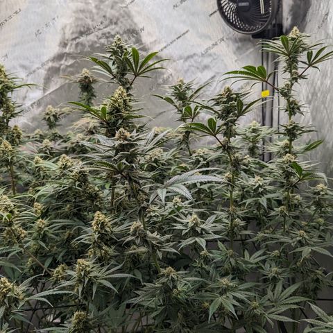 Durban Poison growlog timeline photo