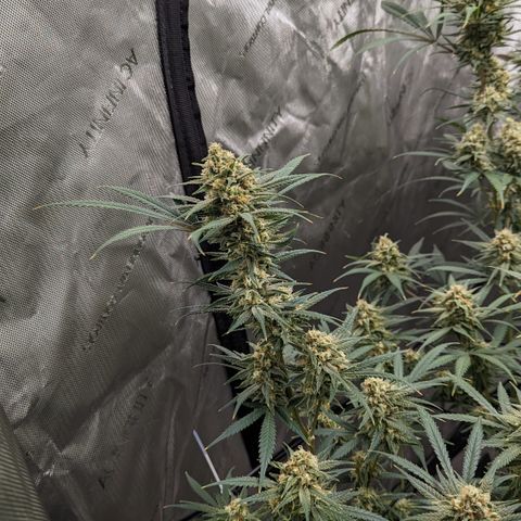 Durban Poison growlog timeline photo