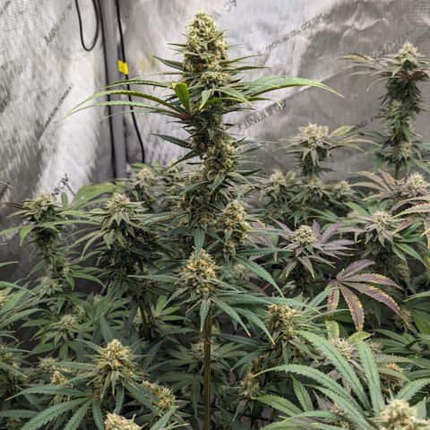 Durban Poison growlog timeline photo