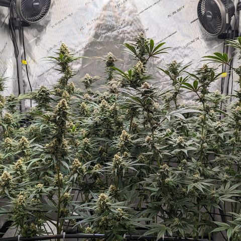 Durban Poison growlog timeline photo