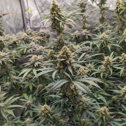 Durban Poison growlog timeline photo
