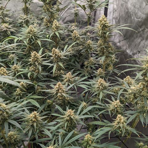 Durban Poison growlog timeline photo