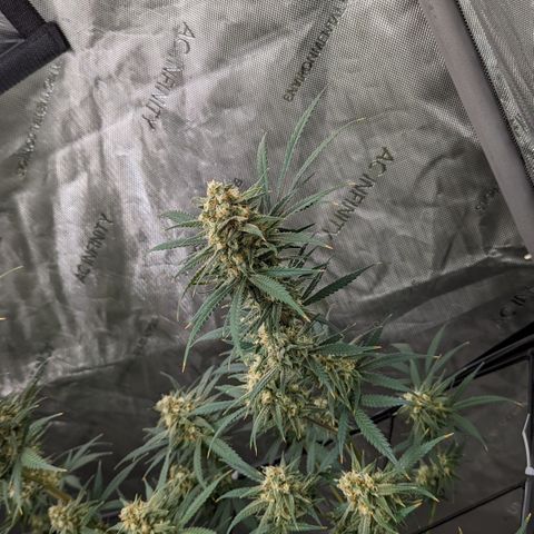 Durban Poison growlog timeline photo