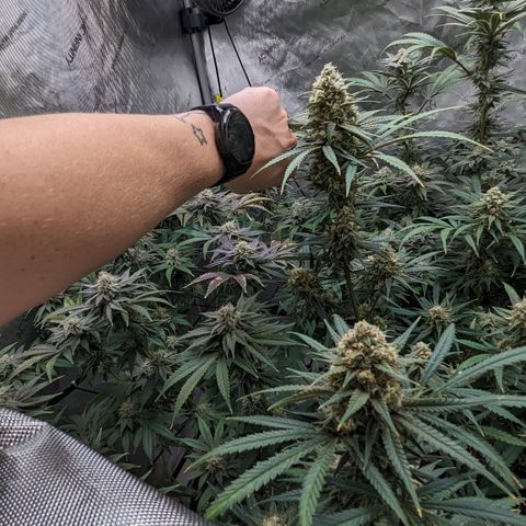 Durban Poison growlog timeline photo