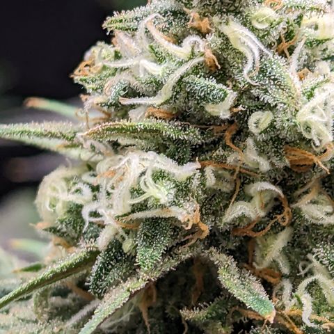 Durban Poison growlog timeline photo