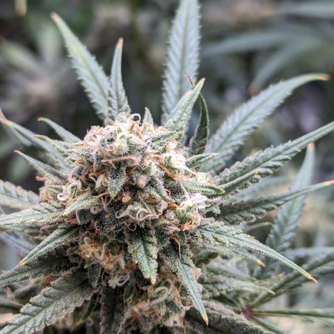 Durban Poison growlog timeline photo