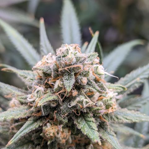 Durban Poison growlog timeline photo